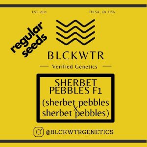 Sherbet Pebbles F1 (sherbet pebbles x sherbet pebbles) 10 regular seeds
