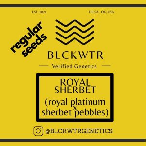 Royal Sherbet (royal platinum x sherbet pebbles) 10 regular seeds