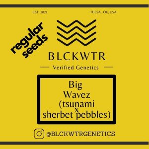 Big Wavez (tsunami x sherbet pebbles) 10 regular seeds