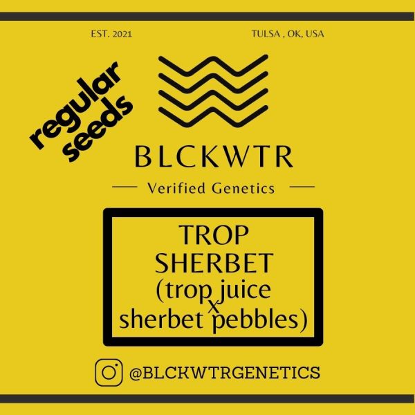 Trop Sherbet (trop juice x sherbet pebbles) 10 regular seeds