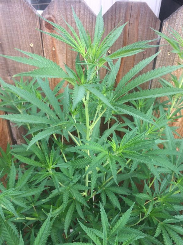 High CBD Hemp growing outdoors in California