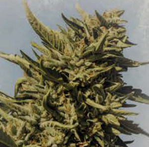 Mendo Juice Autoflower