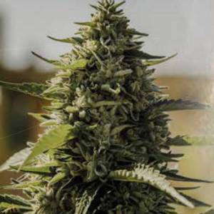 Mendo Purps Autoflower